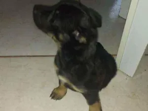 Cachorro raça Indefinida idade 2 a 6 meses nome Guria