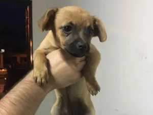 Cachorro raça  idade Abaixo de 2 meses nome Tica,toco