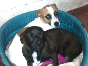 Cachorro raça SRD idade 2 a 6 meses nome bebês