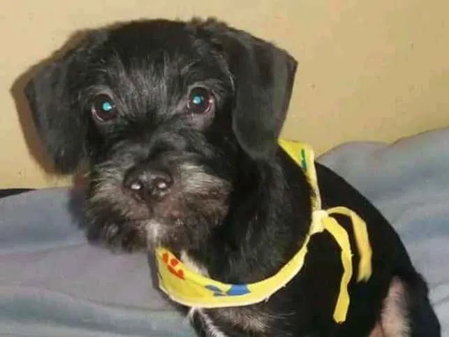 Cachorro ra a  idade 2 a 6 meses nome Bigode