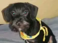 Bigode