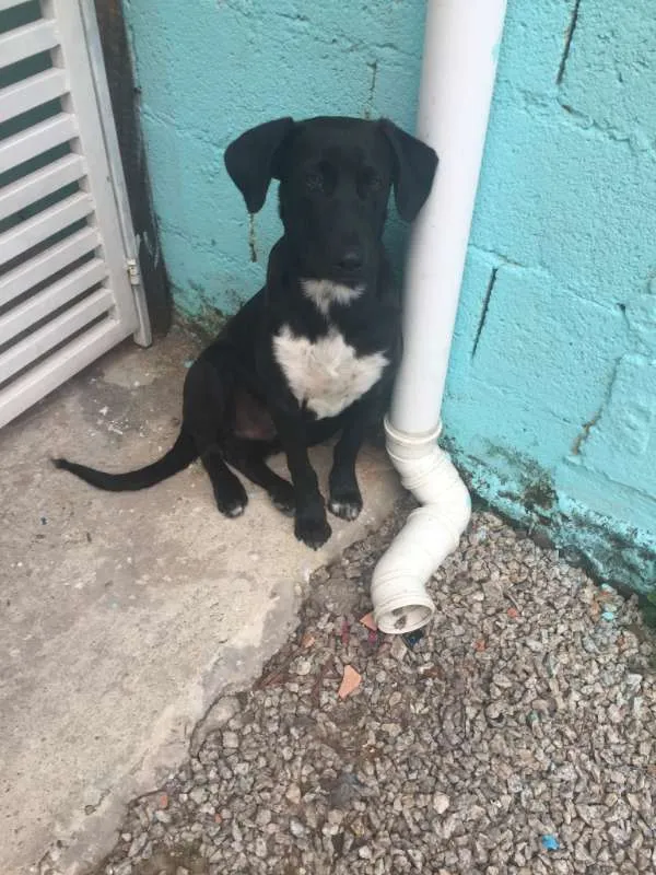 Cachorro ra a vira-lata idade 2 a 6 meses nome BOBI