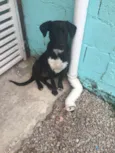 BOBI