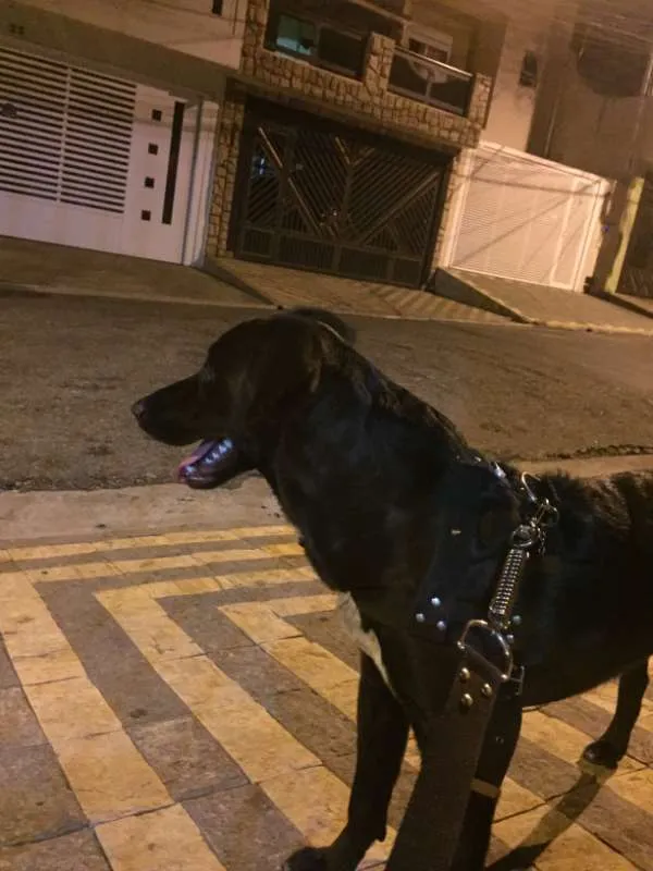 Cachorro ra a vira-lata idade 2 a 6 meses nome BOBI