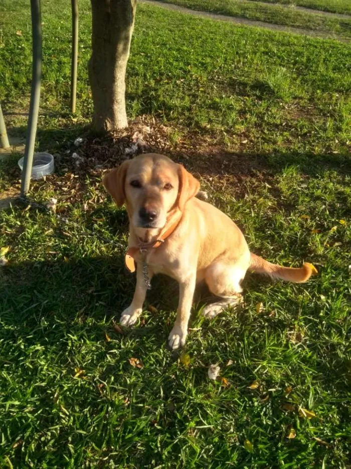 Cachorro ra a Labrador idade 2 anos nome Layla