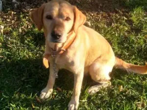 Cachorro raça Labrador idade 2 anos nome Layla
