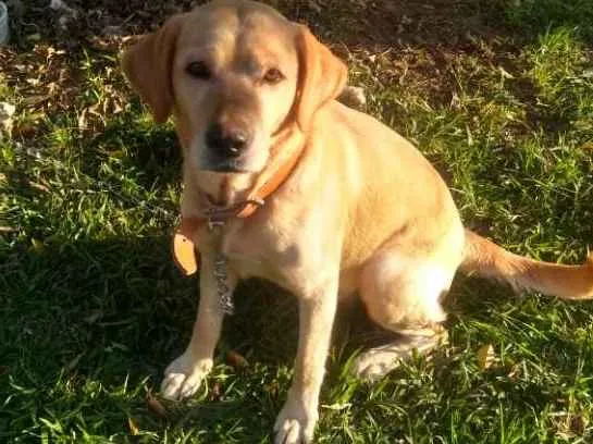 Cachorro ra a Labrador idade 2 anos nome Layla
