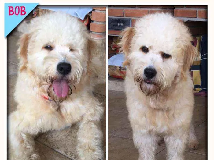 Cachorro ra a Poodle idade 1 ano nome Bob