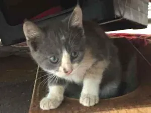 Gato raça S.R.D. idade 2 a 6 meses nome Belinha