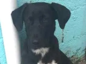 Cachorro ra a vira-lata idade 2 a 6 meses nome BOBI