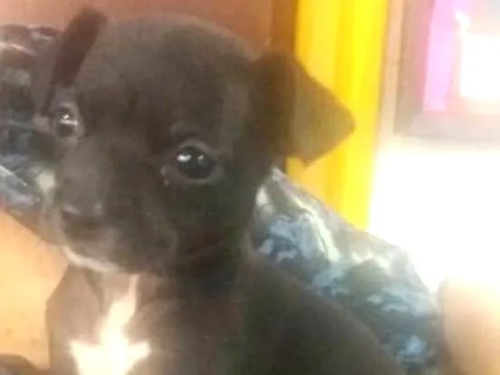 Cachorro ra a srd idade 2 a 6 meses nome Biju