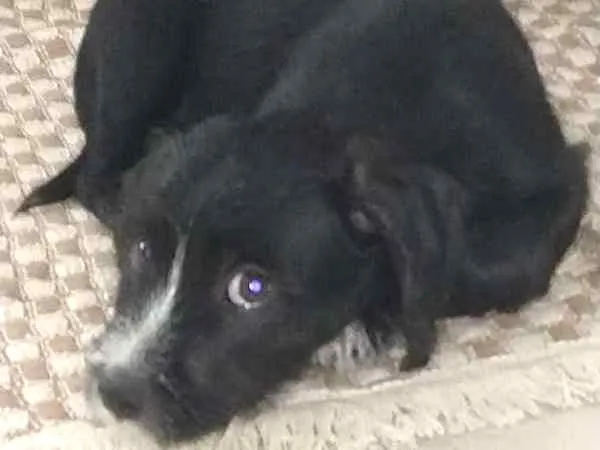 Cachorro ra a Vira lata idade 2 a 6 meses nome sem nomes