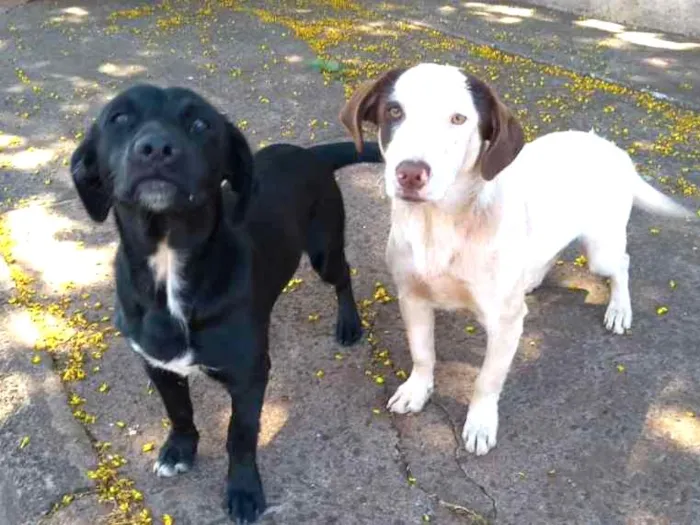 Cachorro ra a Sem raça definida idade 1 ano nome Não sei