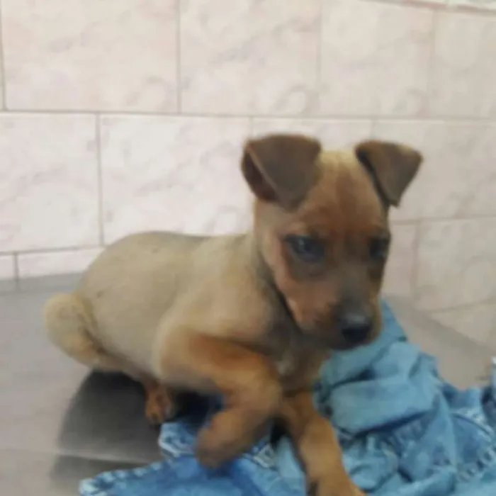 Cachorro ra a Mestiço idade 2 a 6 meses nome Shake
