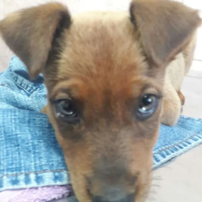 Cachorro ra a Mestiço idade 2 a 6 meses nome Shake