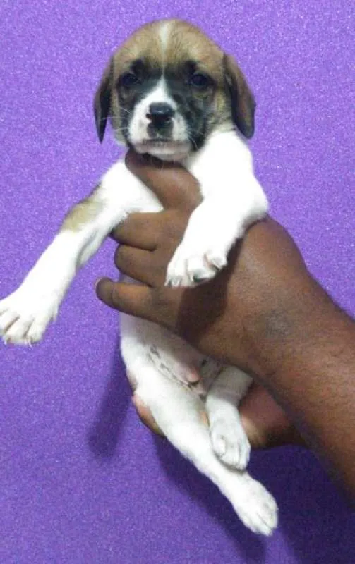 Cachorro raça srd idade Abaixo de 2 meses nome sem nome