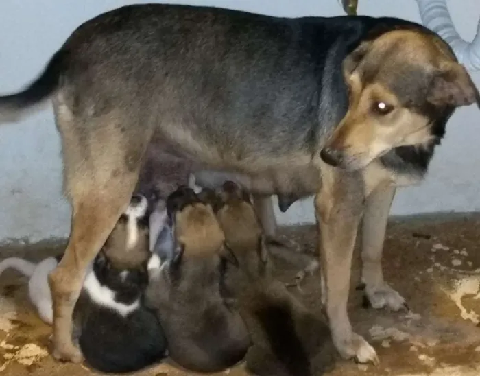 Cachorro ra a Indefinido idade Abaixo de 2 meses nome Não tem 