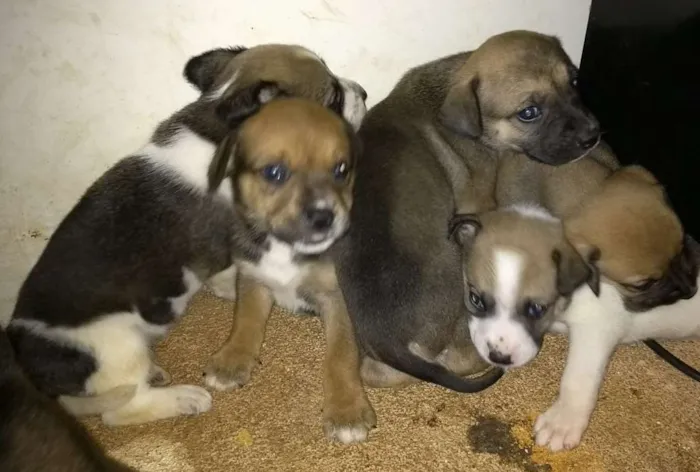 Cachorro ra a Indefinido idade Abaixo de 2 meses nome Não tem 