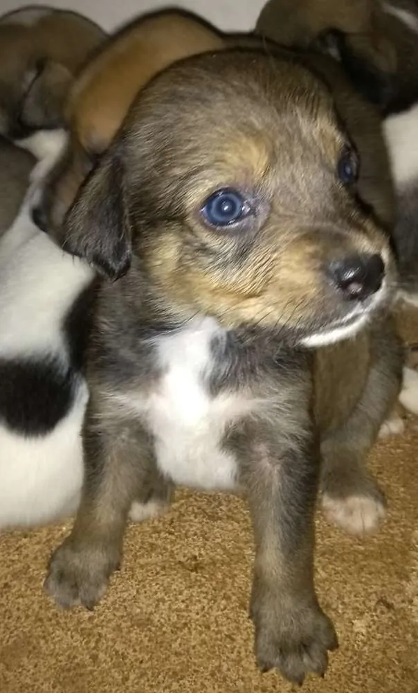 Cachorro ra a Indefinido idade Abaixo de 2 meses nome Não tem 