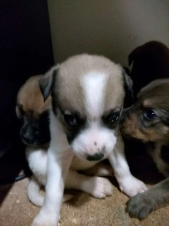 Cachorro ra a Indefinido idade Abaixo de 2 meses nome Não tem 