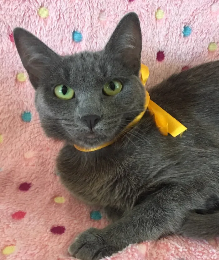 Gato ra a SRD idade 2 a 6 meses nome GALATEA