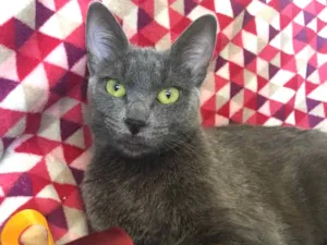Gato raça SRD idade 2 a 6 meses nome GALATEA