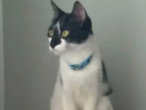 Gato raça Srd idade 2 anos nome Carol