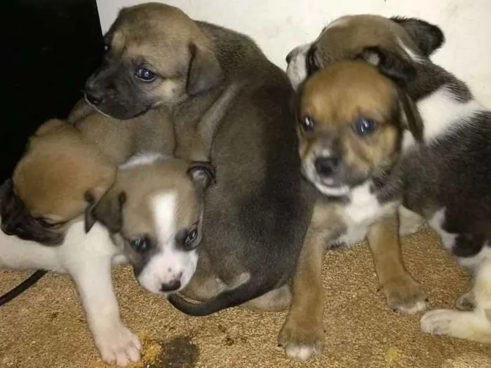Cachorro ra a Indefinido idade Abaixo de 2 meses nome Não tem 
