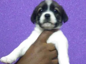 Cachorro raça srd idade Abaixo de 2 meses nome sem nome