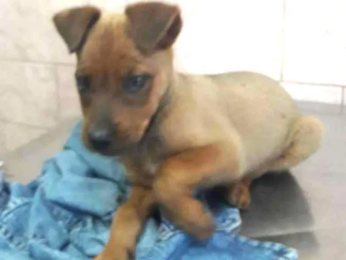 Cachorro ra a Mestiço idade 2 a 6 meses nome Shake