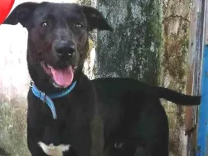 Cachorro raça Sem Raça Definida idade 7 a 11 meses nome Negão