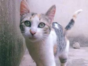 Gato raça  idade 7 a 11 meses nome Glass 