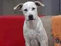 Cachorro raça SRD idade 2 a 6 meses nome Simba