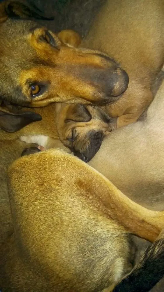 Cachorro ra a SRD idade 2 a 6 meses nome Filhotes sem nome 