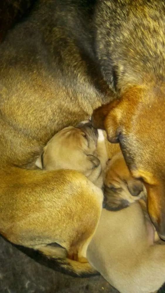 Cachorro ra a SRD idade 2 a 6 meses nome Filhotes sem nome 