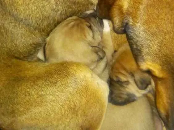 Cachorro ra a SRD idade 2 a 6 meses nome Filhotes sem nome 