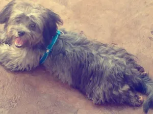 Cachorro raça Spitizu idade 7 a 11 meses nome Bobby