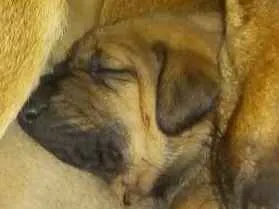 Cachorro raça SRD idade 2 a 6 meses nome Filhotes sem nome 