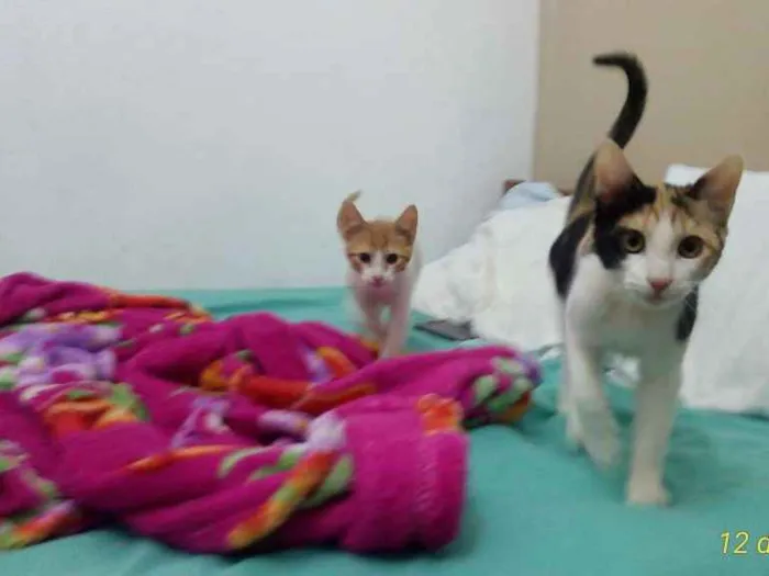 Gato ra a SRD idade 7 a 11 meses nome Penélope