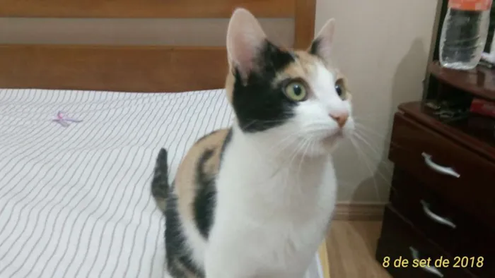 Gato ra a SRD idade 7 a 11 meses nome Penélope
