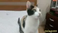 Penélope