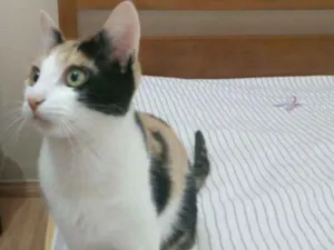 Gato raça SRD idade 7 a 11 meses nome Penélope