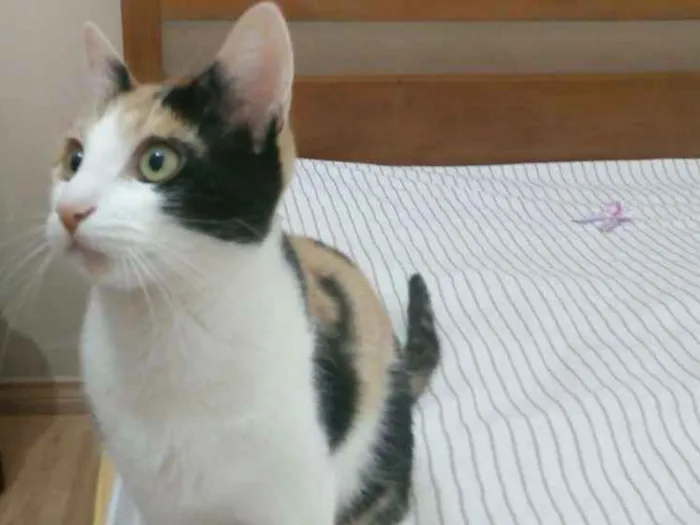 Gato ra a SRD idade 7 a 11 meses nome Penélope