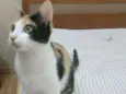 Penélope
