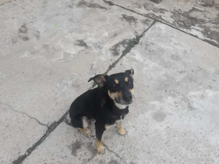 Cachorro ra a vira- lata idade 7 a 11 meses nome Lara