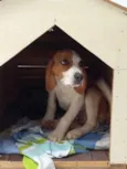 Beagle