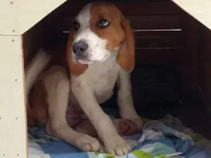 Cachorro raça Beagle idade 2 a 6 meses nome Beagle