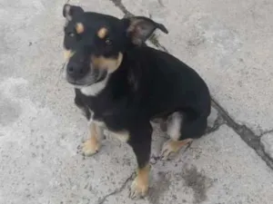 Cachorro raça vira- lata idade 7 a 11 meses nome Lara