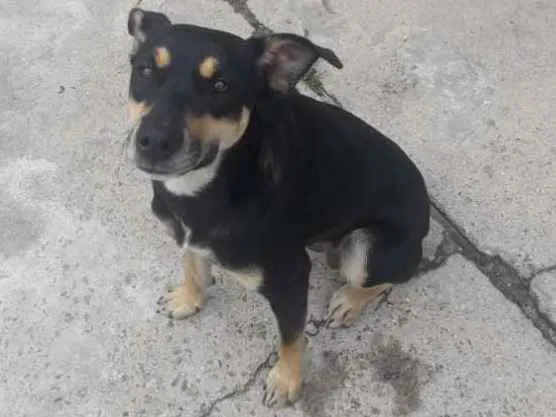 Cachorro ra a vira- lata idade 7 a 11 meses nome Lara