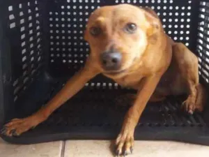 Cachorro raça Vira Lata idade 7 a 11 meses nome Hanna